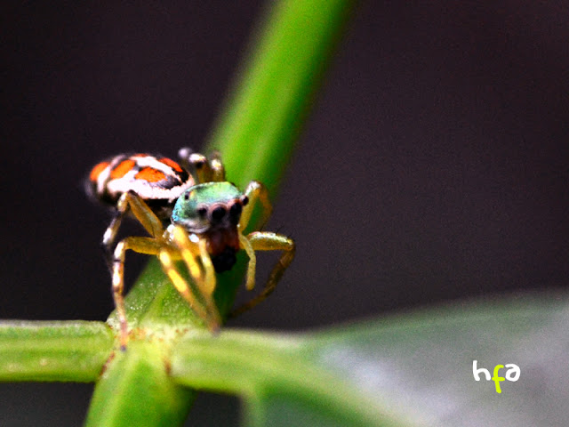 laba-laba kecil berwarna warni di daun pohon kedondong, Arachnoidea (Octopoda), warna kostum spiderman berkaki emas