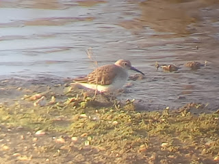 Dunlin