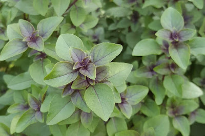 Tulsi leaves