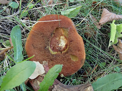 borowik ponury Boletus luridus