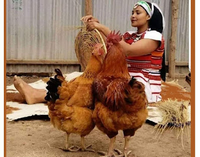 women empowerment in poultry sector