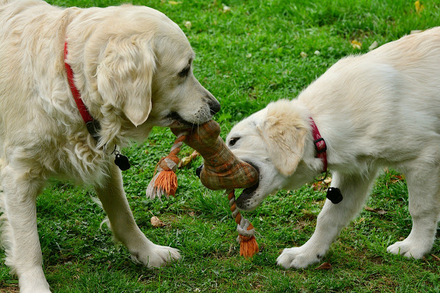 Como Escolher o Brinquedo Ideal Para o Seu Cachorro: Guia Completo