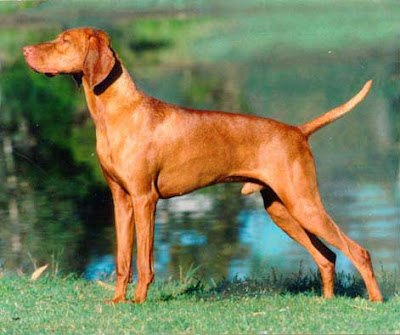 tail docking, breeds with docked tail, stop tail docking and ear cropping, reasons fo tail docking, reason for ear cropping, dog breeds without tail