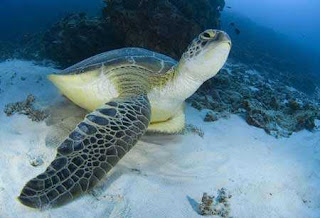 Colorful-Life-of-Underwater-2