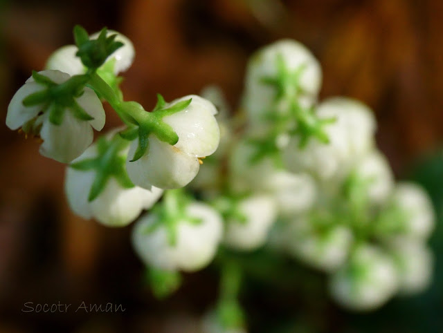 Pyrola japonica