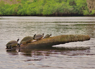 Turtles sunning themselves on a log in the Loxahatchee River, Jonathan Dickson State Park, Jupiter, Florida