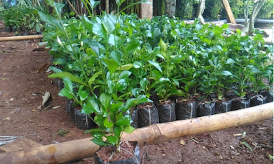 Jual bibit pohon teh tehan pagar - tukang rumput bogor