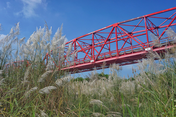 雲林西螺濁水溪畔西螺大橋甜根子草花海，白花搭配紅鐵橋畫面更豐富