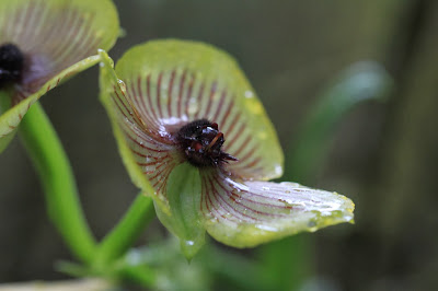 Telipogon at Orchids of Collpapampa Garden [13.3218 S, 72.6650 W]