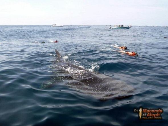 Viajar a Isla Holbox Nadar con el Tiburon Ballena 8