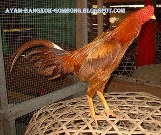 Ayam Bangkok Petarung