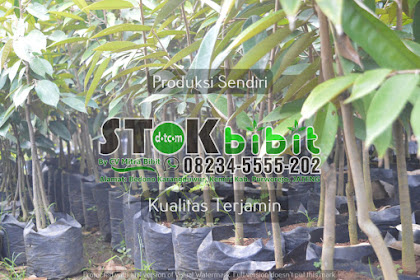 Bibit Jeruk Nipis Jual berbagai produk Bibit Jeruk Nipis terbaik  berkualitas di Tokopedia Temukan berbagai Bibit Jeruk Nipis dengan bentuk model dan  |  bibit jeruk bali madu bibit unggul jeruk nipis