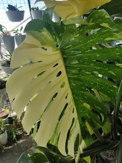 Monstera Thai Constellation