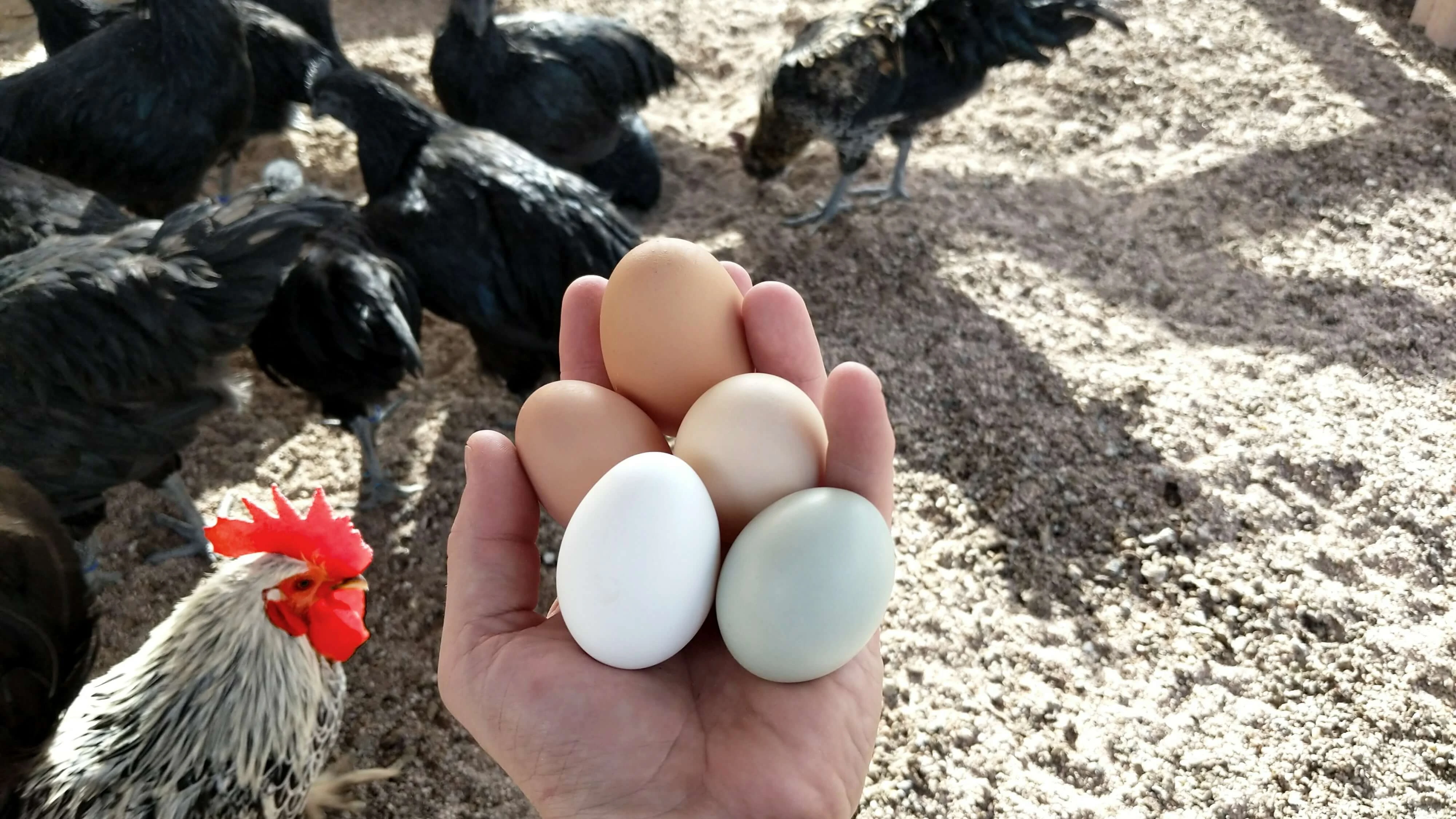 Langkah Memulai Bisnis Ayam Petelur Rumahan Untuk Pemula