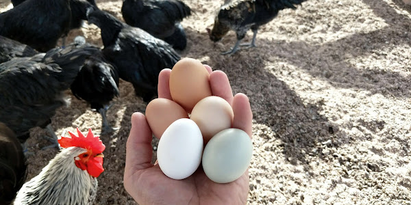 Langkah Memulai Bisnis Ayam Petelur Rumahan Untuk Pemula