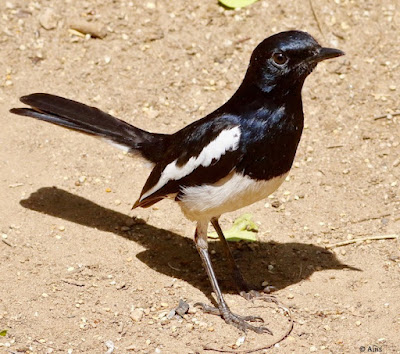 "Oriental Magpie-Robin - Copsychus saularis,perched on the garden ground,as can be seen the male has black upperparts, head and throat apart from a white shoulder patch."