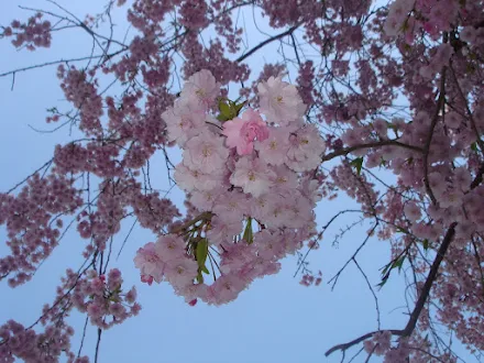 写真: 