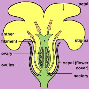 Male Reproductive Partflower on Parts Of A Simple Flower With Reference To The Location And Function