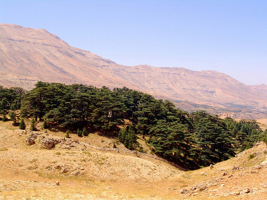 Cedars of God ເປັນ​ປ່າ​ຂະໜາດ​ນ້ອຍ ປະກອບ​ດ້ວຍ​ຕົ້ນ​ສົນ​ຊີ​ດາ​ນ​ປະ​ມານ 400 ຕົ້ນ ຢູ່​ເທິງ​ພູເຂົາ​ທາງ​ຕອນ​ເໜືອ​ຂອງ ປະເທດ​ເລ​ບານ​ອນ ເປັນ​ຮ່ອງ​ຮອຍ​ສຸດ​ທ້າຍ​ທີ່​ເຫຼືອ​ຢູ່​ຂອງ​ປ່າ​ສົນ​ຊີ​ດາ​ນ​ຊຶ່ງ​ຈະເລີນ​ເຕີບໂຕ ​ແລະ​ ຢືນ​ຢັດ​ມາ​ຕັ້ງ​ແຕ່​ສະໄໝ​ບູຮານ ສົນ​ຊີ​ດາ​ນແຫ່ງ​ເລ​ບານ​ອນ ຖືກ​ກ່າວເຖິງ​ໃນ​ຄຳ​ພີ​​ໄບ​ເບີນ​ກວ່າ 70 ເທື່ອ ຊາວ​ອີ​ຢິ​ບ​ບູຮານ​ໃຊ້​ຢາງ​ສົນ​ໃນ​ພິທີ​ເຮັດ​ມັມ​ມີ່ ແລະ ​ກະສັດ​ໂຊ​ໂລມ່​ອນ​ໃຊ້​ຕົ້ນ​ສົນ​ນີ້​ໃນ​ການສ້າງ​ວັດ​ແຫ່ງ​ແຮກ​ຂອງ​ເຢ​ຣູ​ຊາ​ເລັ່ມ