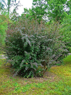 Berberis vulgaris