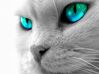 Cat Eyes Wallpapers