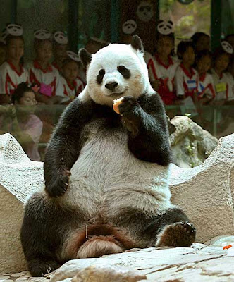 Giant Panda