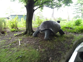 2016.05.24-012 tortue sur le parcours de la rivière enchantée