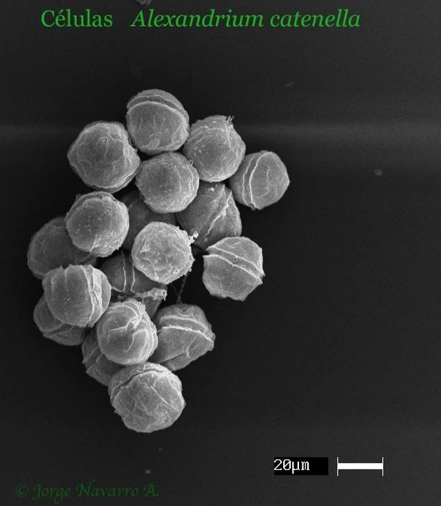 Microalga Alexandrium catenella conocida como "marea roja"