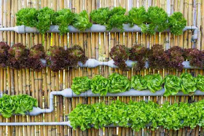 vertical garden sederhana