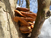 Omphalotus olearius