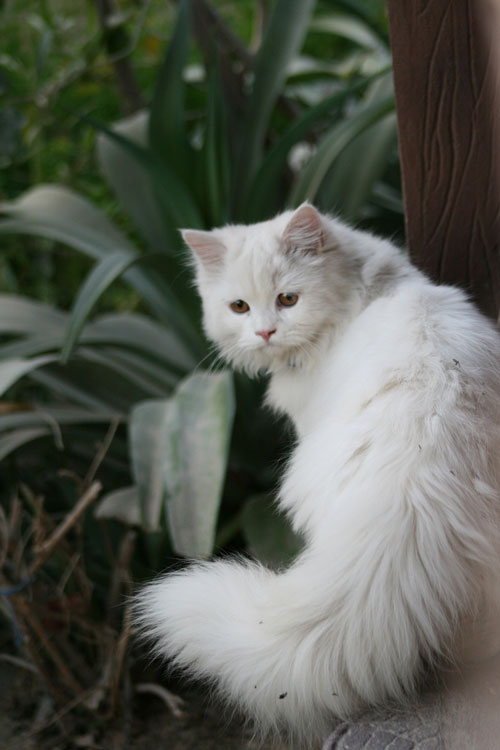 Lovely Pets Blog: Persian cat