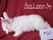 Hare Raising Joy: Bunnies for Sale