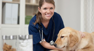 Al igual que los seres humanos, los perros pueden tener cataratas , glaucoma y otras enfermedades que amenazan la visión