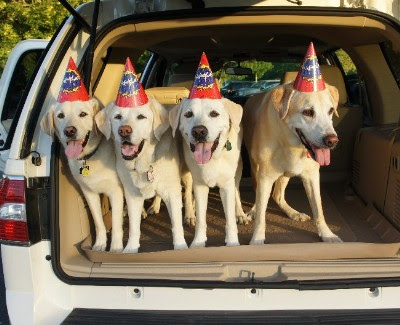 Labs Desma, Monte, Dakota and Culver celebrate Culver's birthday.