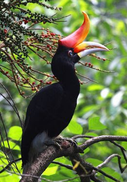 Rhinoceros hornbill