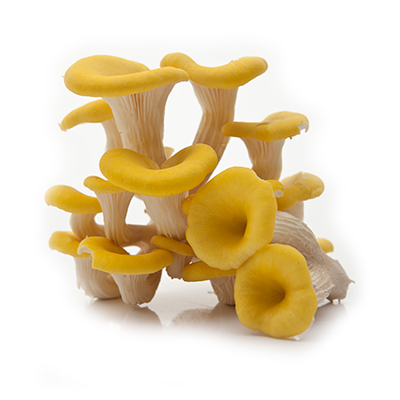 mushroom spawn manufacturer in kolhapur