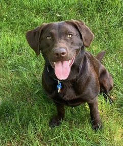 Chocolate Lab Godiva sitting outside