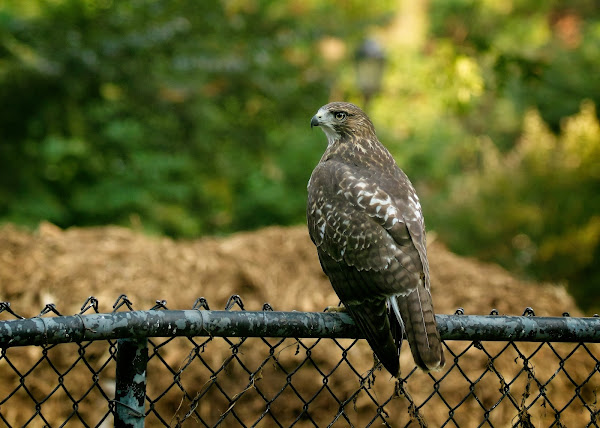 Fledgling hawk perches on a fence in Tompkins Square