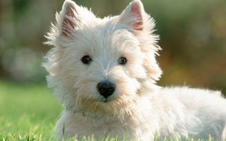 Raza de perro West Highland Terrier