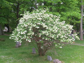 snowball bush