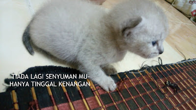 Kucing Baby Grey