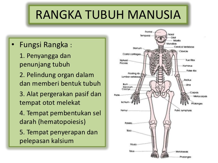 Media Pembelajaran IPA Berbasis TIK Sistem  Rangka 