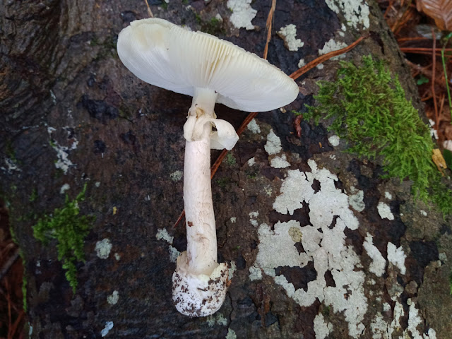 Deathcap Amanita phalloides, Indre et Loire, France. Photo by Loire Valley Time Travel.