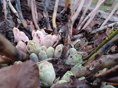 Sedum Stonecrop