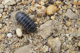 pillbug sowbug roly-poly wood louse