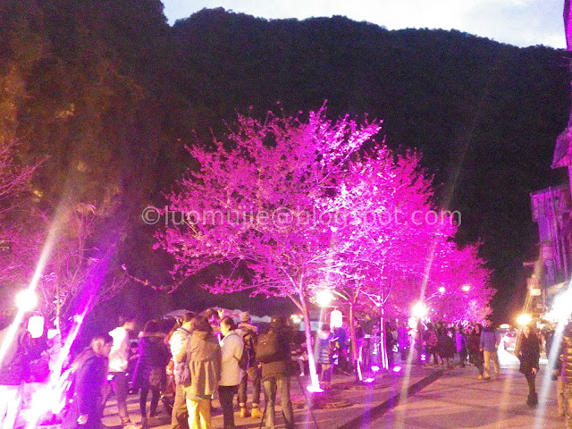 Wulai cherry blossom