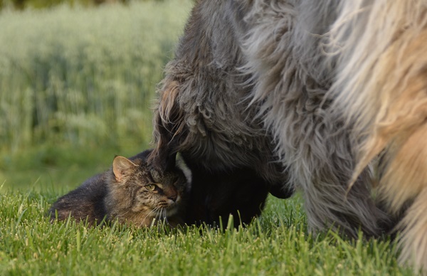 katt pus pusekatt kattepus leonberger