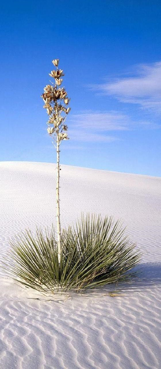 White Sands National Monument in Alamogordo, New Mexico and 50+ Secret Places in America That Most Tourists Don't Know About