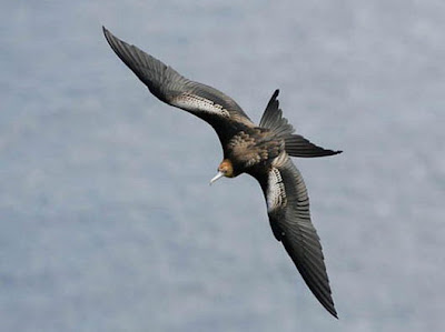 The Worlds Rarest Birds 2 003%255B3%255D Foto Foto Mengagumkan Dari Pemenang Kompetisi Fotografi Internasional Tentang Burung Paling Langka Di Dunia