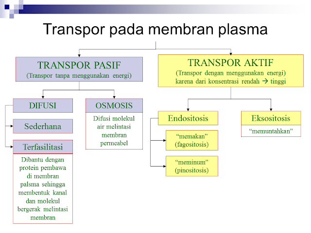 Transpor Pada Membran Plasma